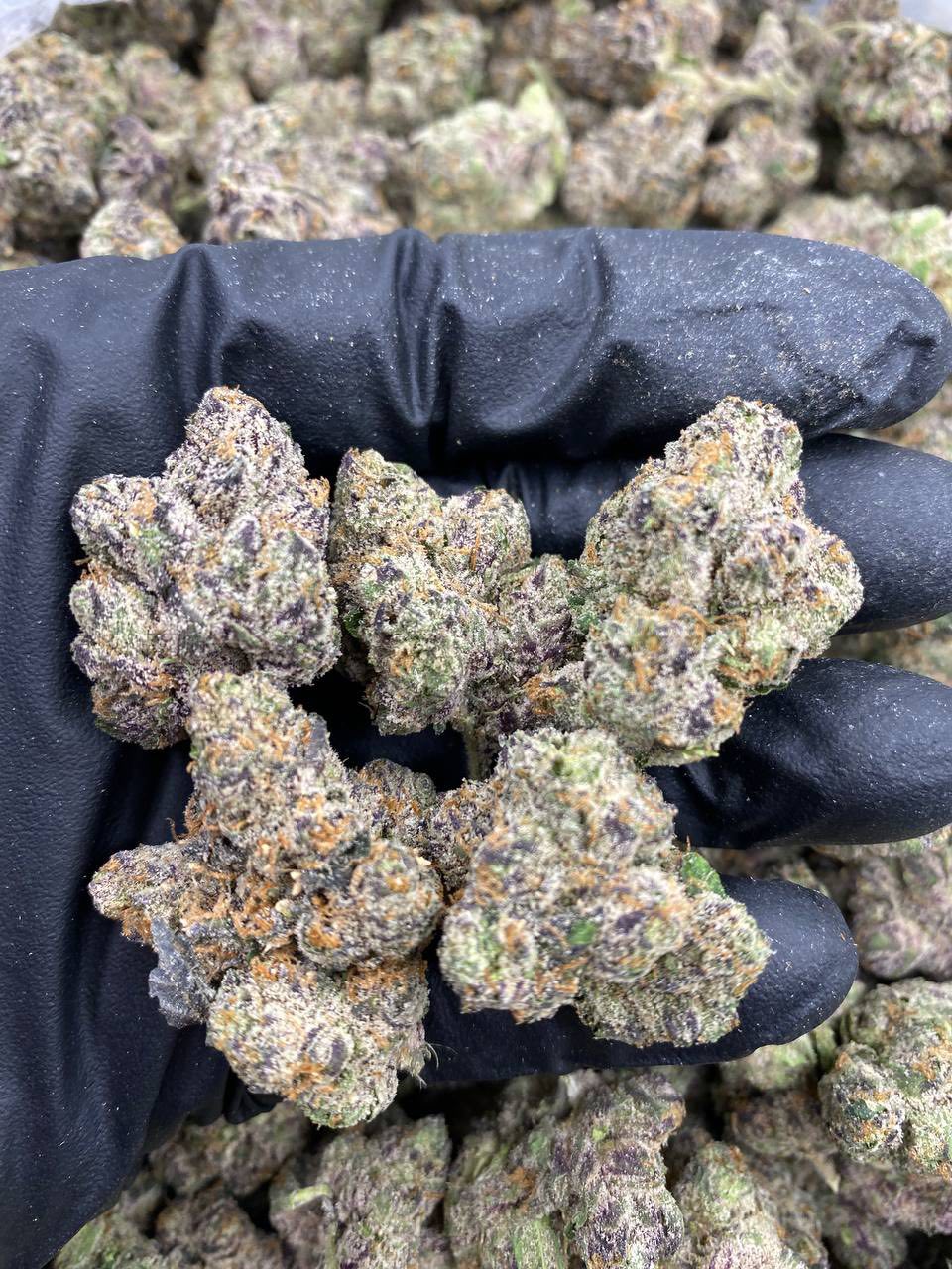G45 Strain G45 Strain
