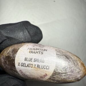 Mountain Giants Hash Egg