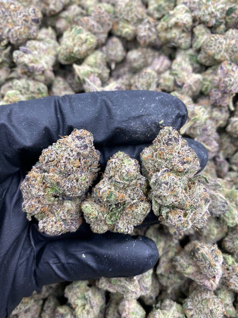 Zuban Poison Strain Zuban Poison Strain
